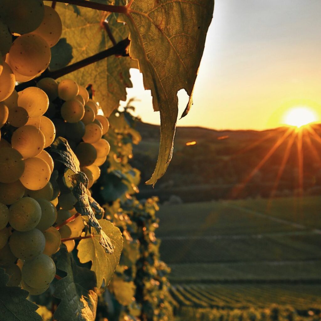 Das Bild zeigt Weintrauben an einer Weinrebe. Im Hintergrund ist unscharf eine Weinlandschaft mit vielen Weinreben zu sehen. Hinter dem Weinberg geht langsam die Sonne unter und scheint in warmen Farben. 