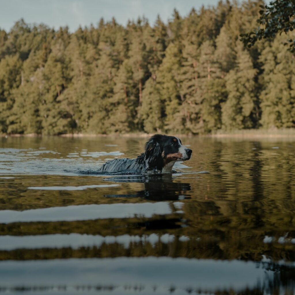 Ein Hund schwimmt in einem ruhigen See, der von einem Nadelwald umgeben ist. 