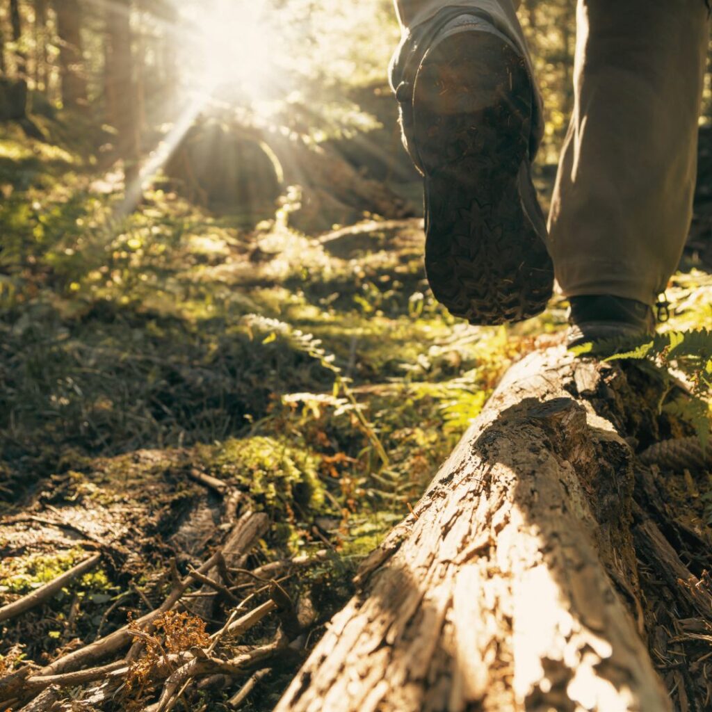 Ein Wanderer geht durch den Wald und läuft dabei auf einem toten Baumstamm. Die Sonne scheint durch die grünen Blätter auf das grüne Moos auf dem Waldboden. Das Licht scheint intensiv und wirkt warm. 
